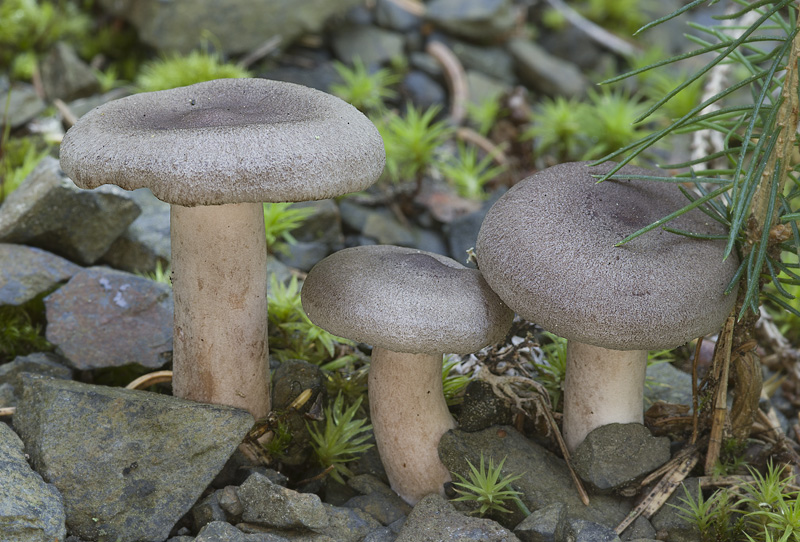 Lactarius mammosus